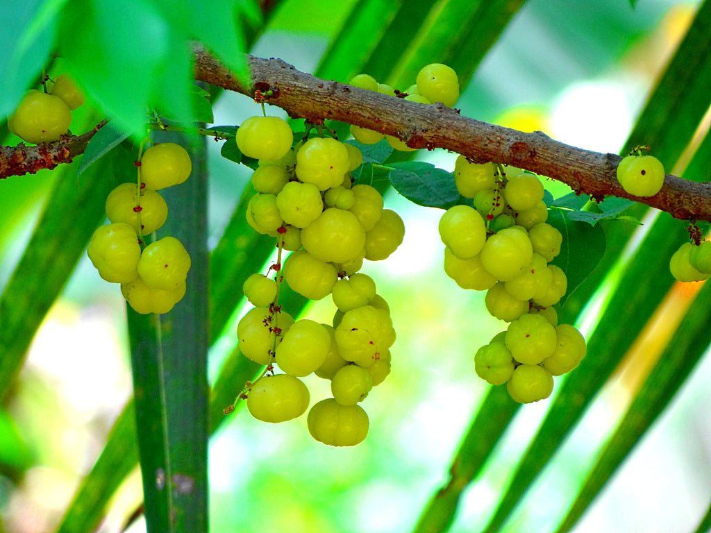 Amla: The Next Super-Fruit